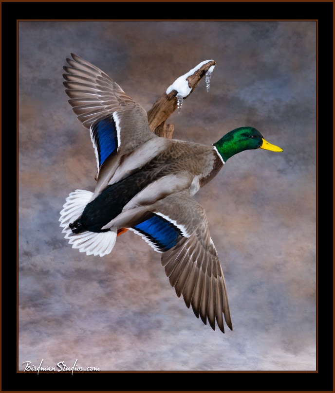 Mallard Flying Wall Mount