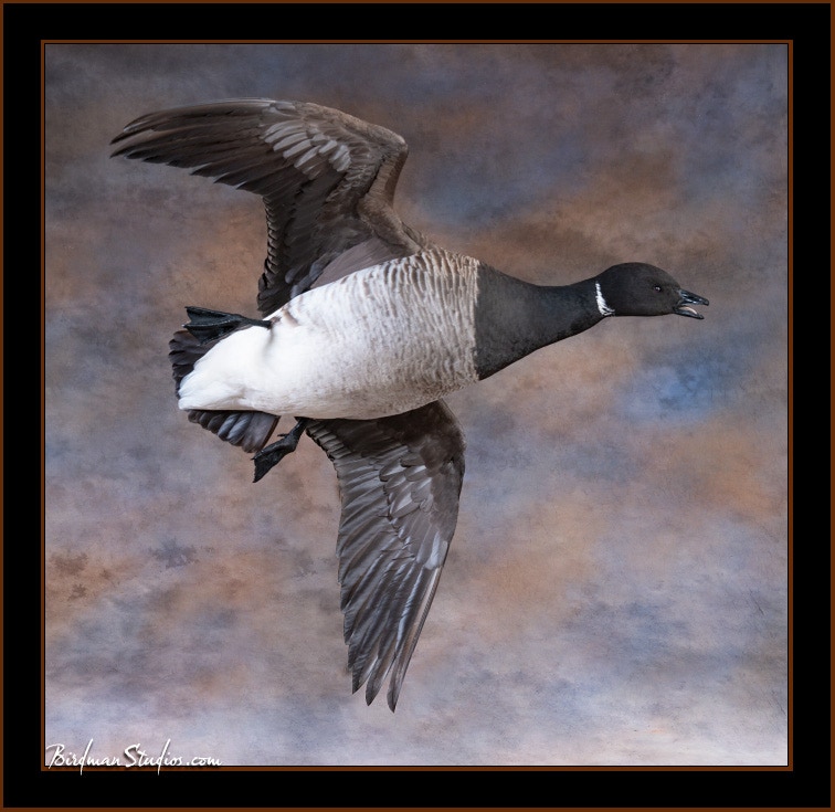 Brant Flying Open Mouth Mount