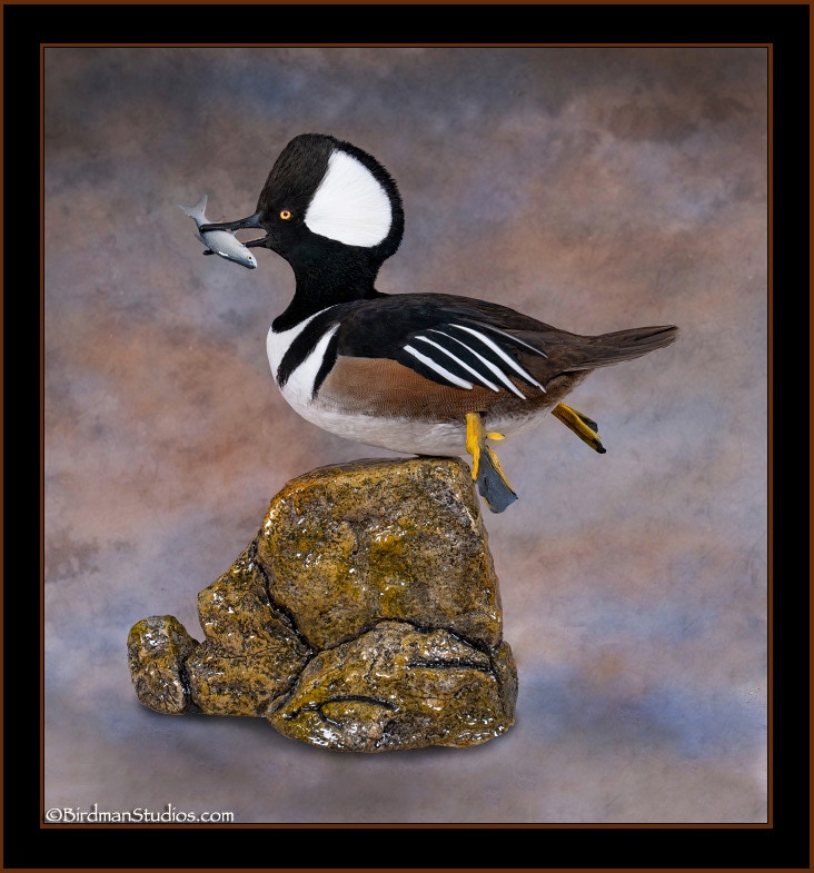 Hooded Merganser Swimming with Fish Mount