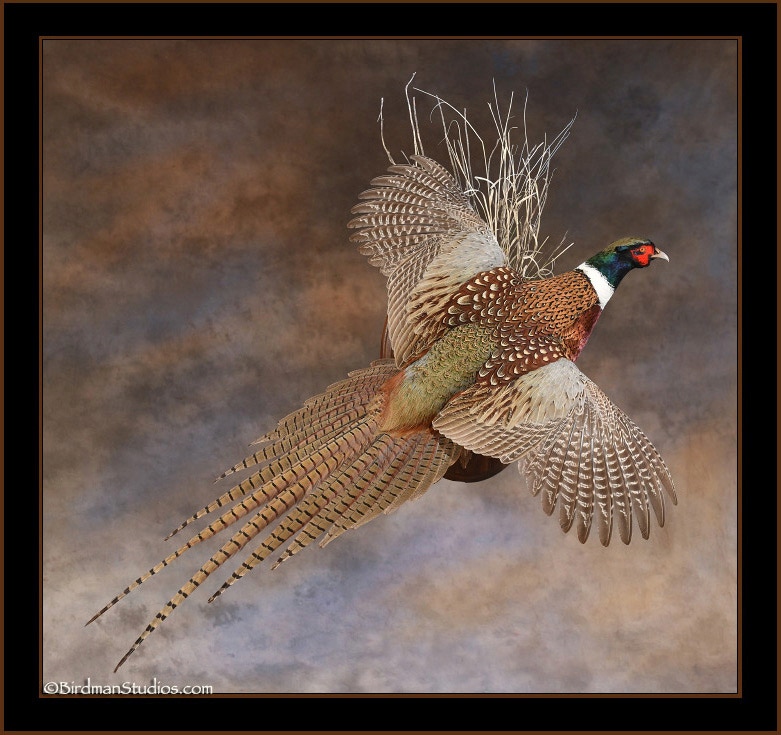 Pheasant Flying Mount