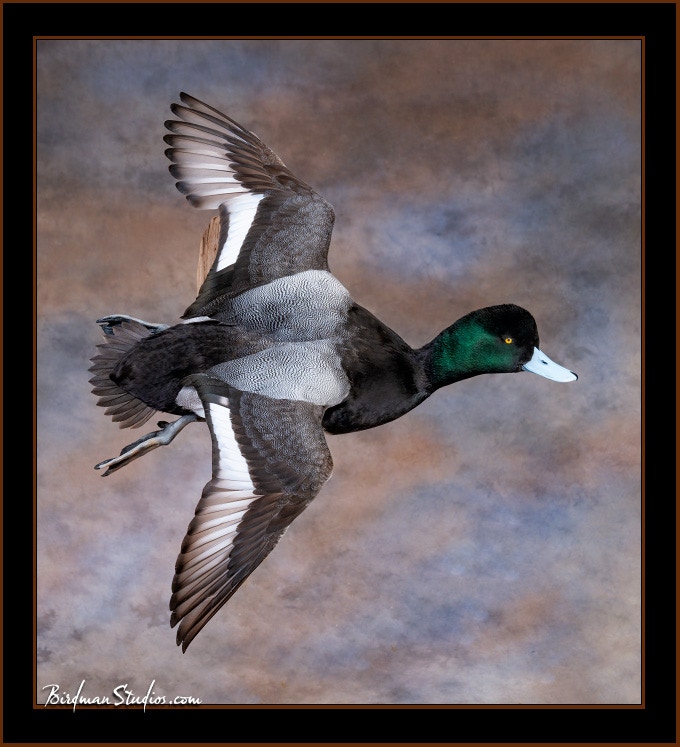 Scaup Flying Wall Mount