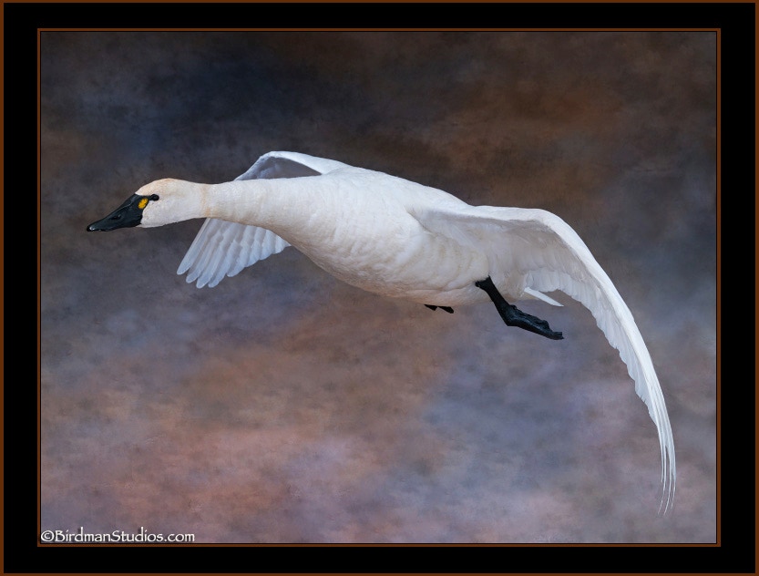 Swan Flying Ceiling Mount