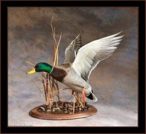 Mallard Mounts Waterfowl Taxidermy Exceptional Quality- simply the best