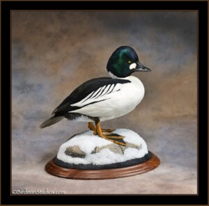 Goldeneye Mounts Waterfowl Taxidermy Exceptional Quality