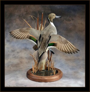 Pintail Mounts-Waterfowl Taxidermy Exceptional Quality