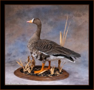 Specklebelly Goose Mounts- Waterfowl Taxidermy