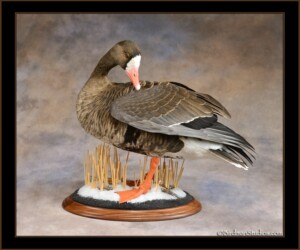 Specklebelly Goose Mounts- Waterfowl Taxidermy