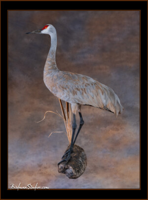 Sandhill Crane Mounts by Birdman Studios – Birdman Studios